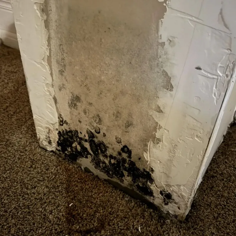 Professional Mold Removal in Manor, TX